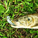Iscas artificiais para pescaria de Traíra