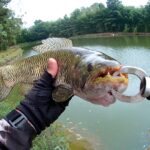 Como Usar Isca Artificial Soft na Pesca de Traíra