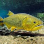 Proibição do Abate do Peixe Dourado no Mato Grosso: Entenda as Regras e Impactos